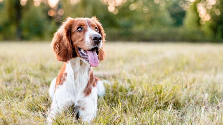 Cuidado con las multas: estas son las nuevas obligaciones que los dueños de perros van a tener que cumplir en España 1 perros