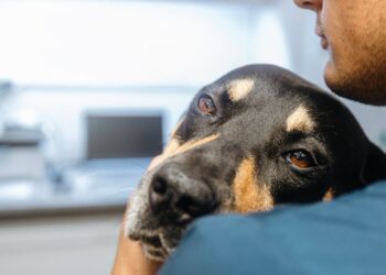 Mascotas peligro veterinario
