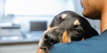 Mascotas peligro veterinario