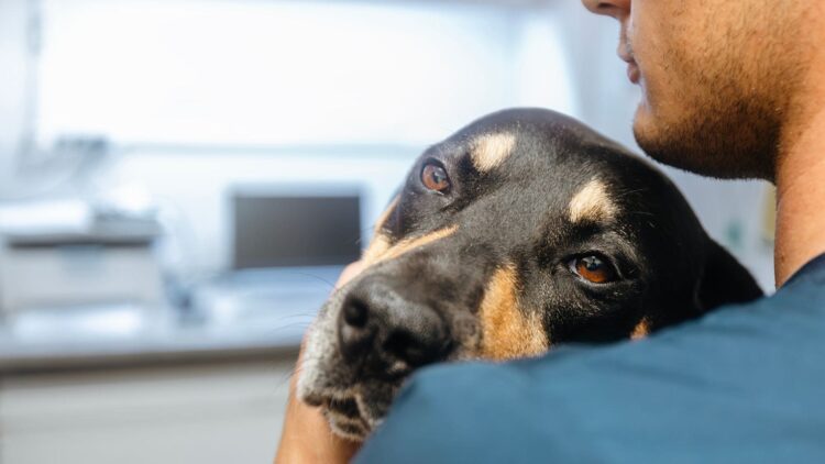 Malas noticias para las mascotas y sus dueños: el cambio en los medicamentos que puede ponerlos en peligro 1 Mascotas peligro veterinario