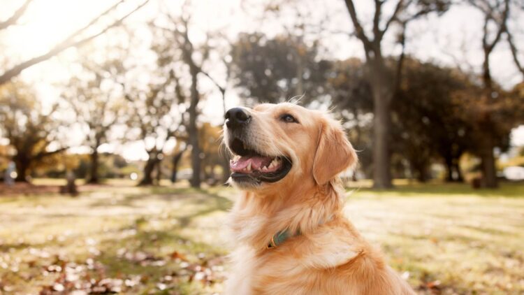 Buenas noticias para los dueños de mascotas: veterinario gratis para los que cumplan estos requisitos 1 veterinario gratis