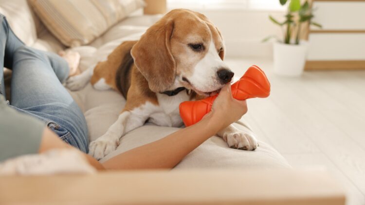 como seran las mascotas en 100 anos