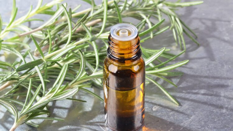 Cómo mejorar tu memoria y tu concentración: esta planta te ayudará 1 esta planta ayuda a la concentracion