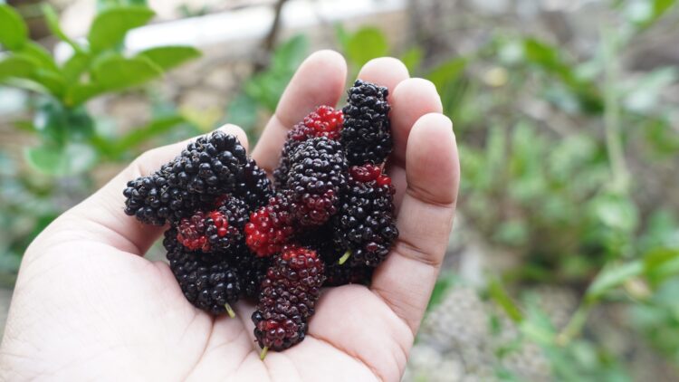 Incluye ya esta fruta en tu dieta