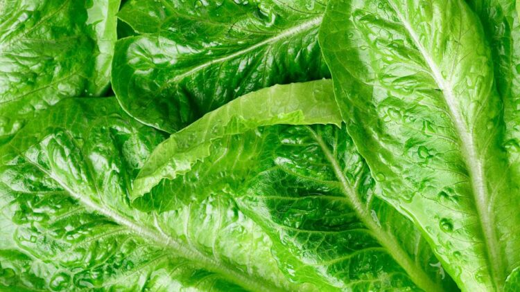 Qué lleva la lechuga, el tomate o la fresa que hace que este experto no quiera probarlas nunca más 1 lechuga