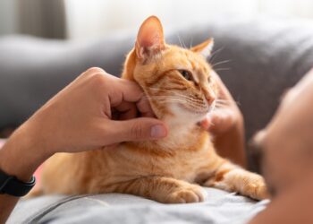 Multas de hasta 50.000 euros si tienes un gato y no haces esto