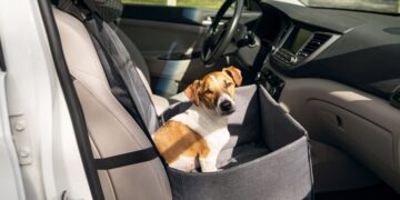 La nueva multa de la DGT si llevas a tu mascota así en el coche