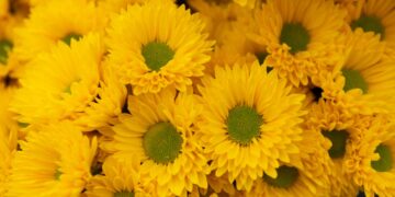 ¿Por qué el 21 de septiembre se regalan flores amarillas? Estos son su significado y su sorprendente origen