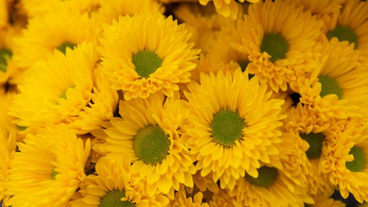 ¿Por qué el 21 de septiembre se regalan flores amarillas? Estos son su significado y su sorprendente origen