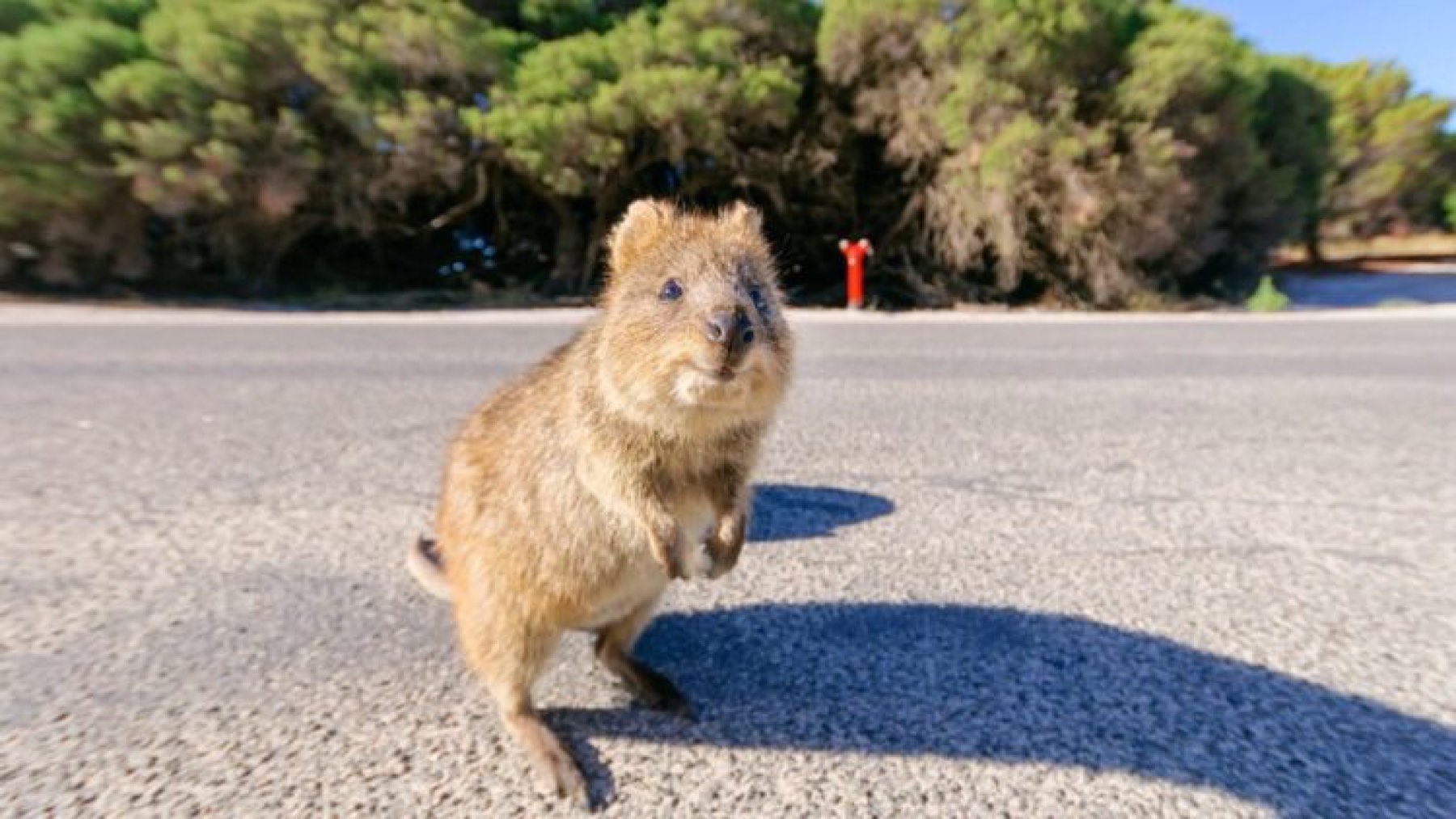 Así están afectando los selfies de los turistas a los quokkas