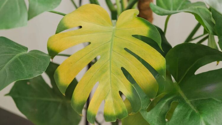 Confirmado por la ciencia: las hojas amarillas o marrones no siempre significan falta de agua y esto es lo que debes saber 1 Las hojas amarillas o marrones no siempre significan falta de agua