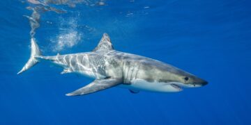 great white shark - north carolina - ocean
