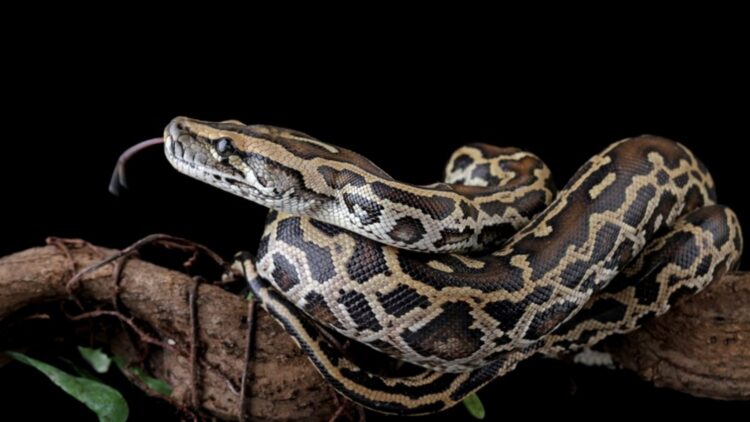 It's official - Florida offers up to $10,000 to hunt invasive snakes that are already crawling into toilets 1 It's official - Florida offers up to $10,000 to hunt invasive snakes that are already crawling into toilets