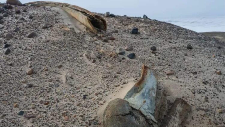 It's official - thousands-year-old whale cemetery discovered on Wilczek Island, north of Franz Josef Land archipelago 1 It's official - thousands-year-old whale cemetery discovered on Wilczek Island, north of Franz Josef Land archipelago