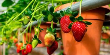 No nets or chemical repellents - this trick with painted stones keeps birds away and protects your strawberries better than you think