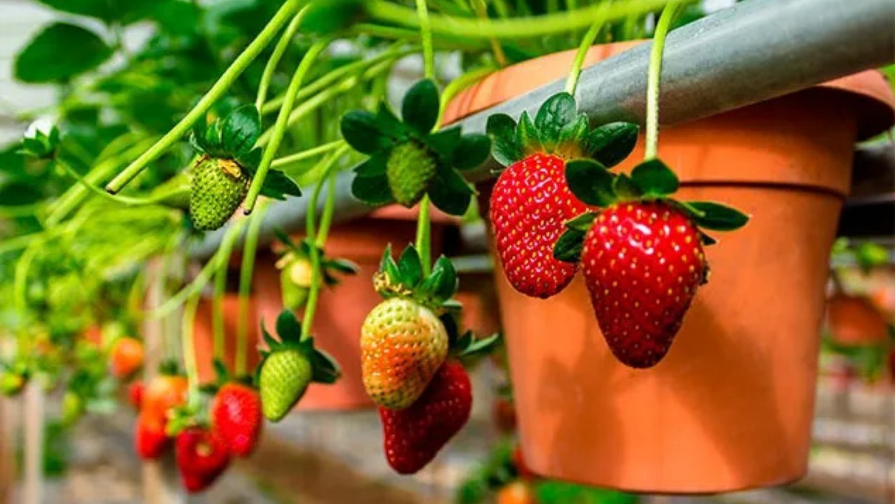 No nets or chemical repellents - this trick with painted stones keeps birds away and protects your strawberries better than you think