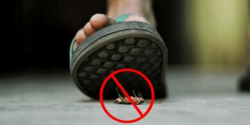 Confirmed - crushing cockroaches is not only useless, it can also spread salmonella, staphylococcus and even typhoid fever