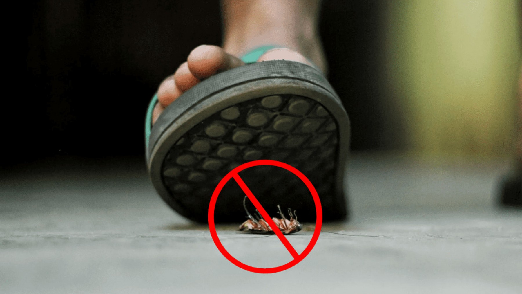 Confirmed - crushing cockroaches is not only useless, it can also spread salmonella, staphylococcus and even typhoid fever