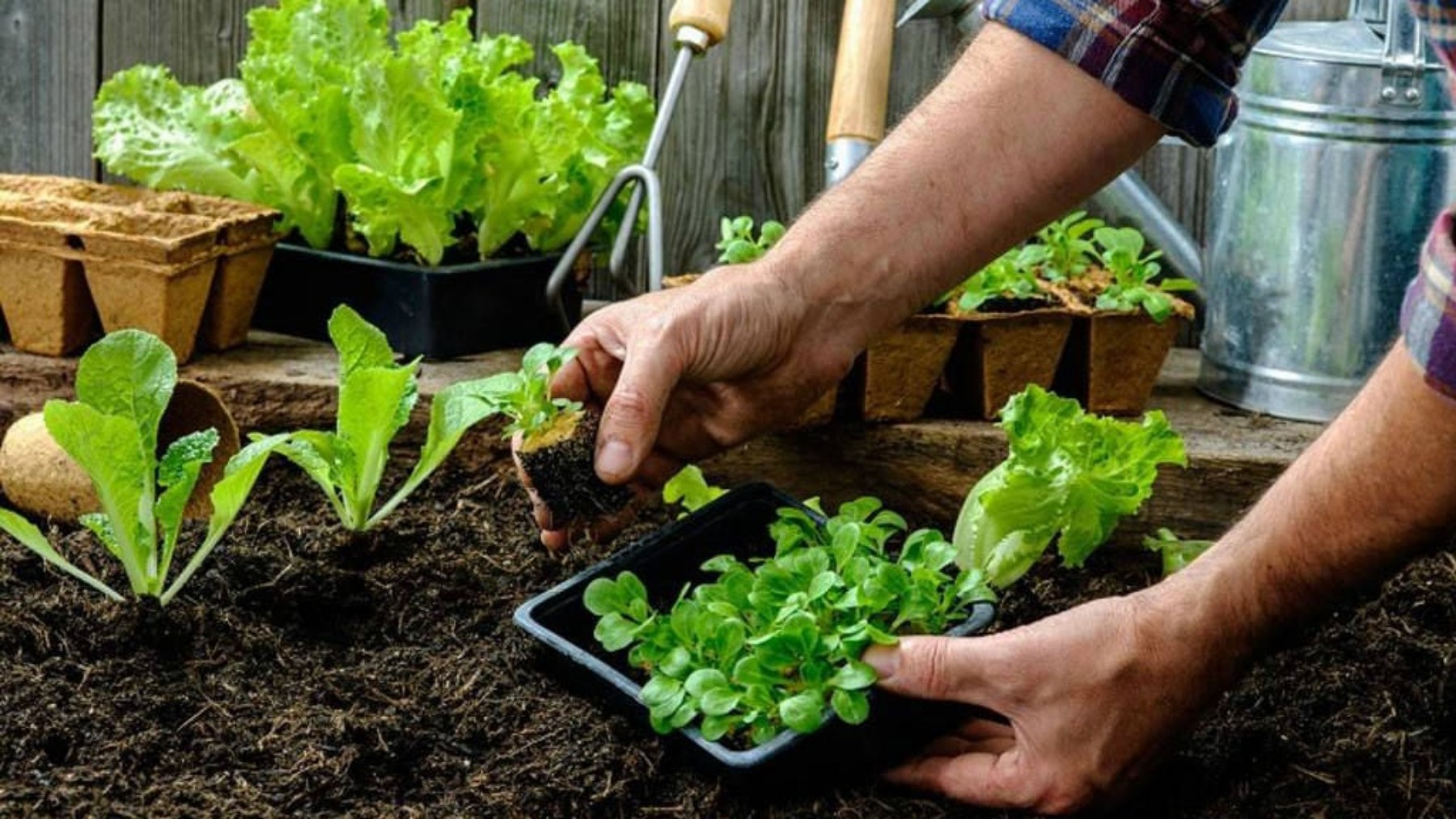 Confirmed by the FDA - if you have a vegetable garden at home you have to do this with your vegetables before eating them to avoid bacteria such as Salmonella or E.coli