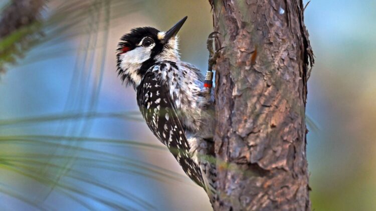 Confirmed - endangered bird returns to South Carolina after 50 years and thrills conservation experts 1 Confirmed - endangered bird returns to South Carolina after 50 years and thrills conservation experts