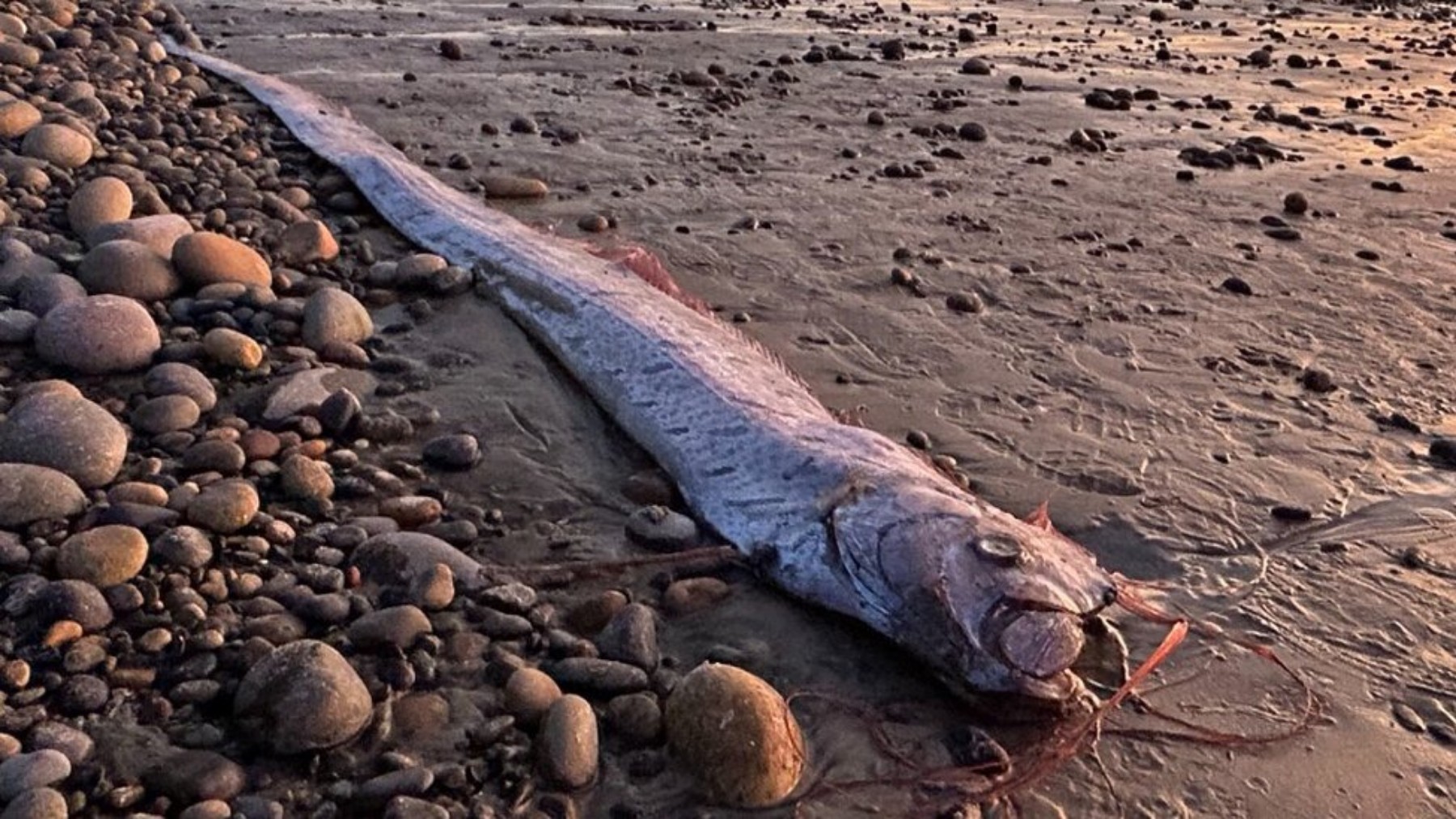 Oceania alert - three giant oarfish appear in Tasmania and New Zealand and many see them as a harbinger of the end of the world