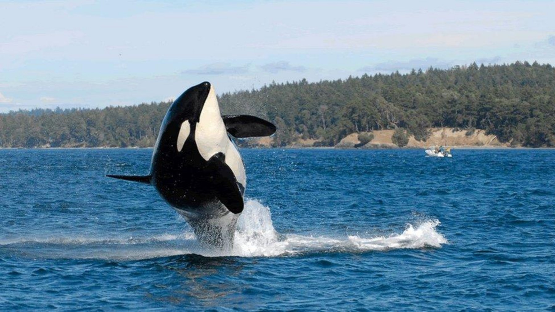 Confirmed - wild orcas are trying to communicate with humans and the reason will surprise you