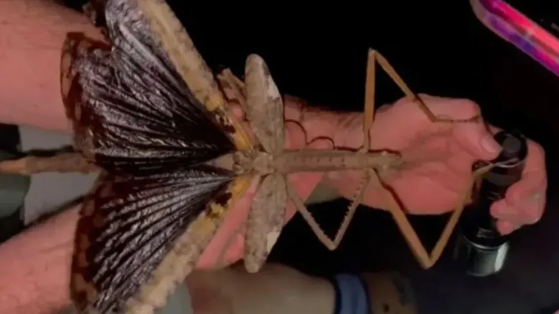 It's official — Acrophylla alta could be Australia's heaviest insect — it weighs as much as a golf ball