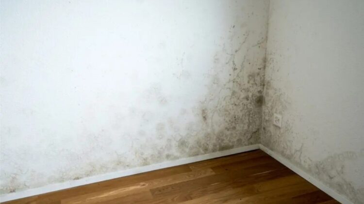 Tricks to prevent mold on the wall quickly and easily 1 Tricks to prevent mold on the wall quickly and easily