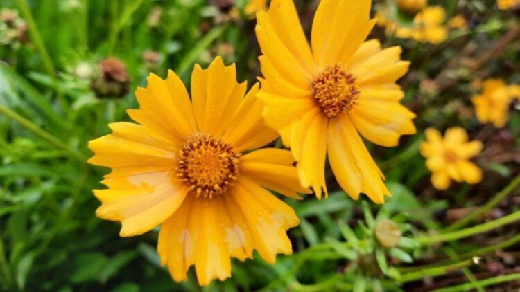 The 10 magical flowers that plant themselves—these species self-seed, return every year effortlessly, and attract bees, butterflies, and birds to your garden 1 The 10 magical flowers that plant themselves—these species self-seed, return every year effortlessly, and attract bees, butterflies, and birds to your garden