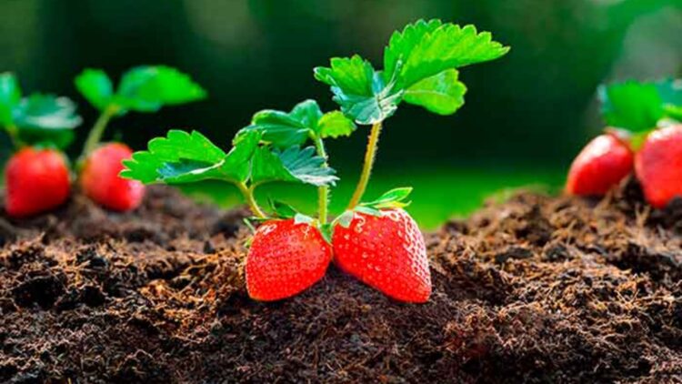 The trick with stones that looks like a joke—but is saving thousands of strawberry crops in home gardens and orchards 1 The trick with stones that looks like a joke—but is saving thousands of strawberry crops in home gardens and orchards