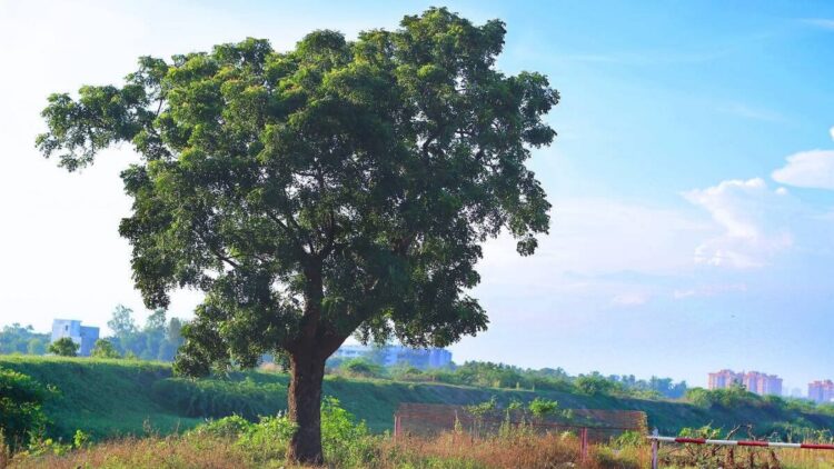 It's official—the neem tree (Azadirachta indica) is a natural pesticide, fertilizer, shade tree, and erosion control, all in one species 1 It's official—the neem tree (Azadirachta indica) is a natural pesticide, fertilizer, shade tree, and erosion control, all in one species