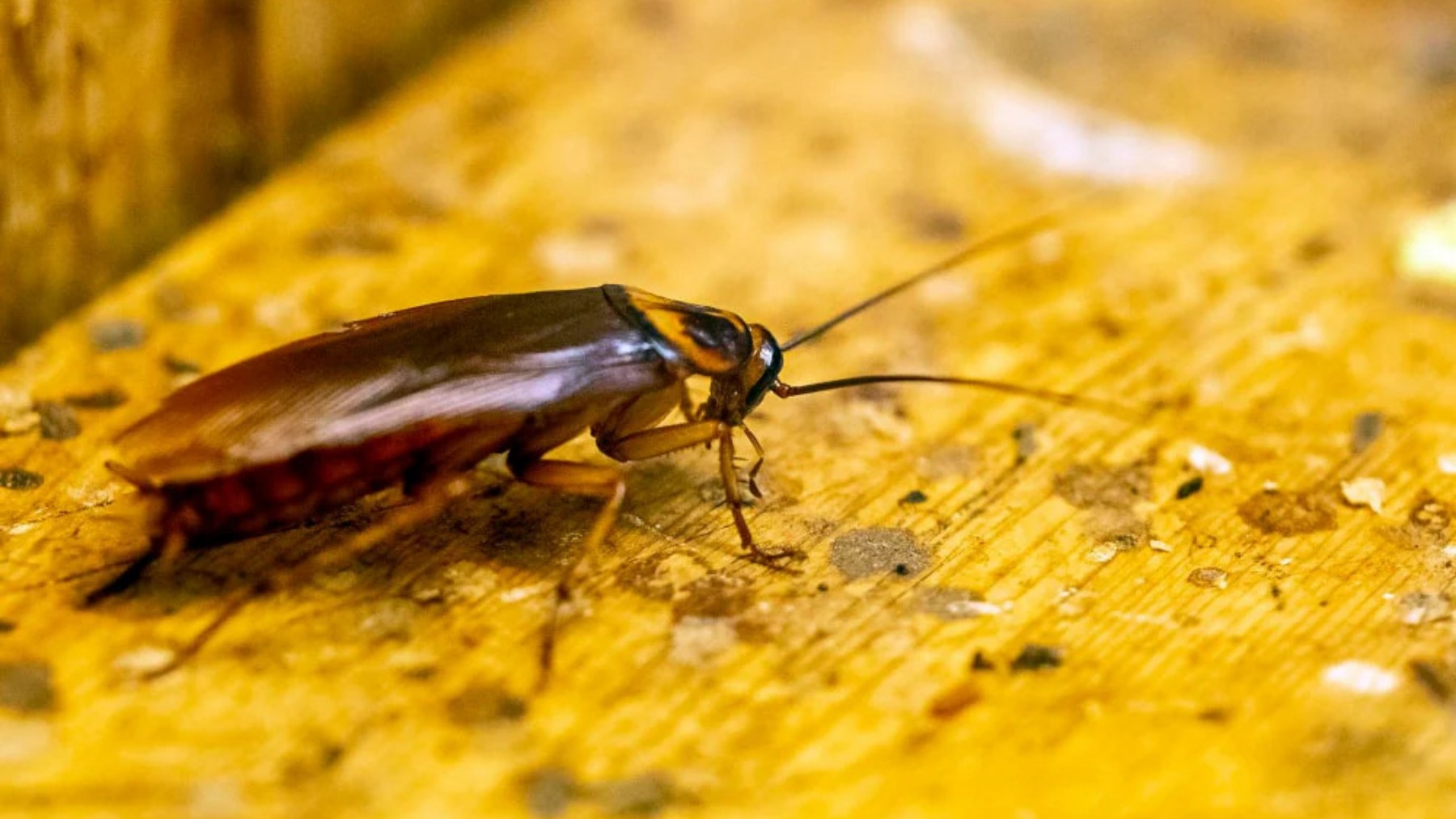 They neither bite nor sting, but they terrify us—this is what psychology says about the irrational disgust of cockroaches