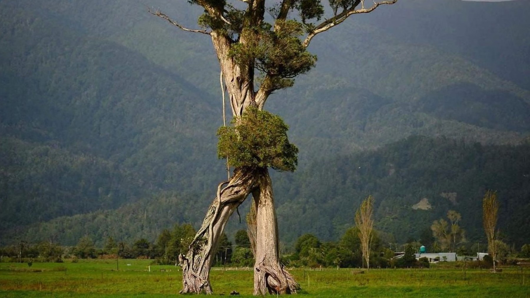 New Zealand's mysterious “walking tree” sweeps the Tree of the Year contest and fascinates the world by resembling an Ent from The Lord of the Rings