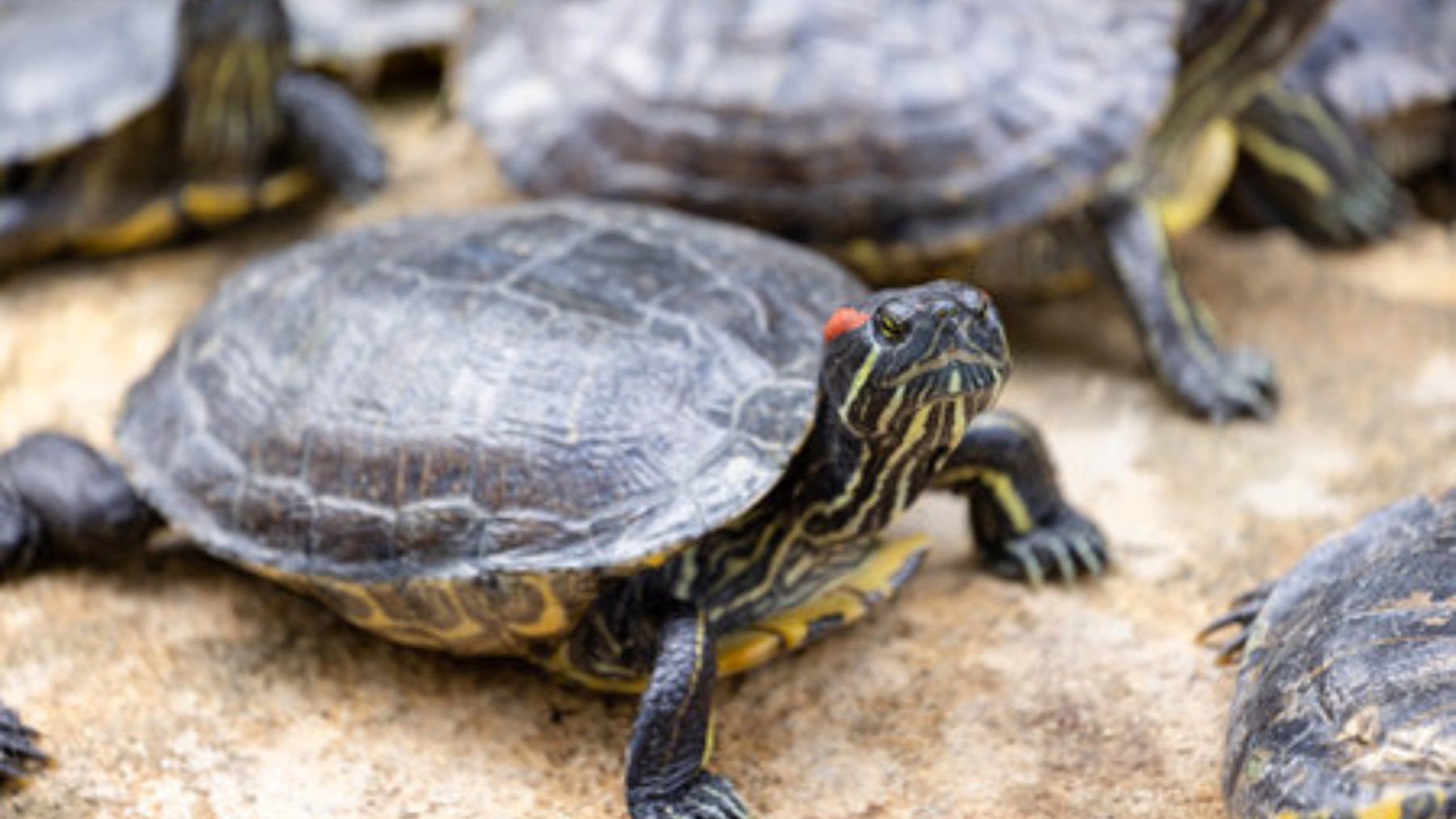 It's official—the largest concentration of giant river turtles ever recorded in the Amazon has been confirmed, with more than 41,000 specimens in a single nest