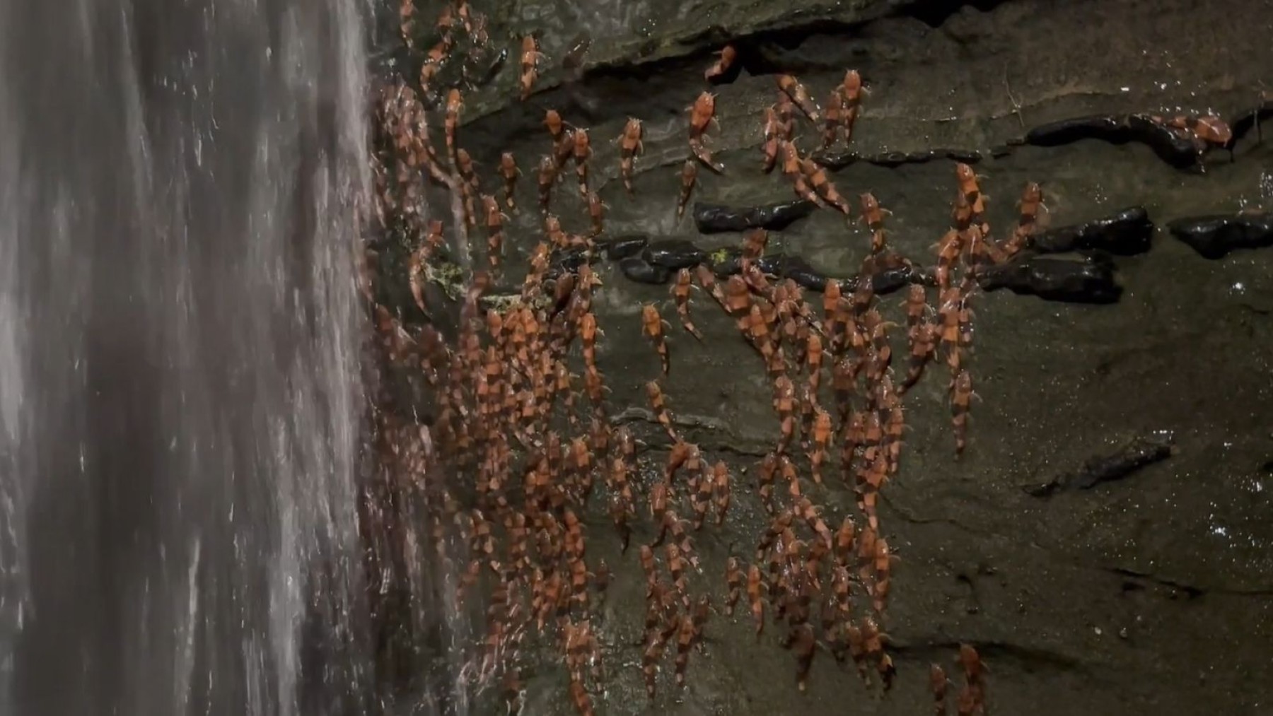 For the first time in history, hundreds of bumblebee catfish have been captured on video climbing rocks under waterfalls in Brazil, leaving scientists amazed