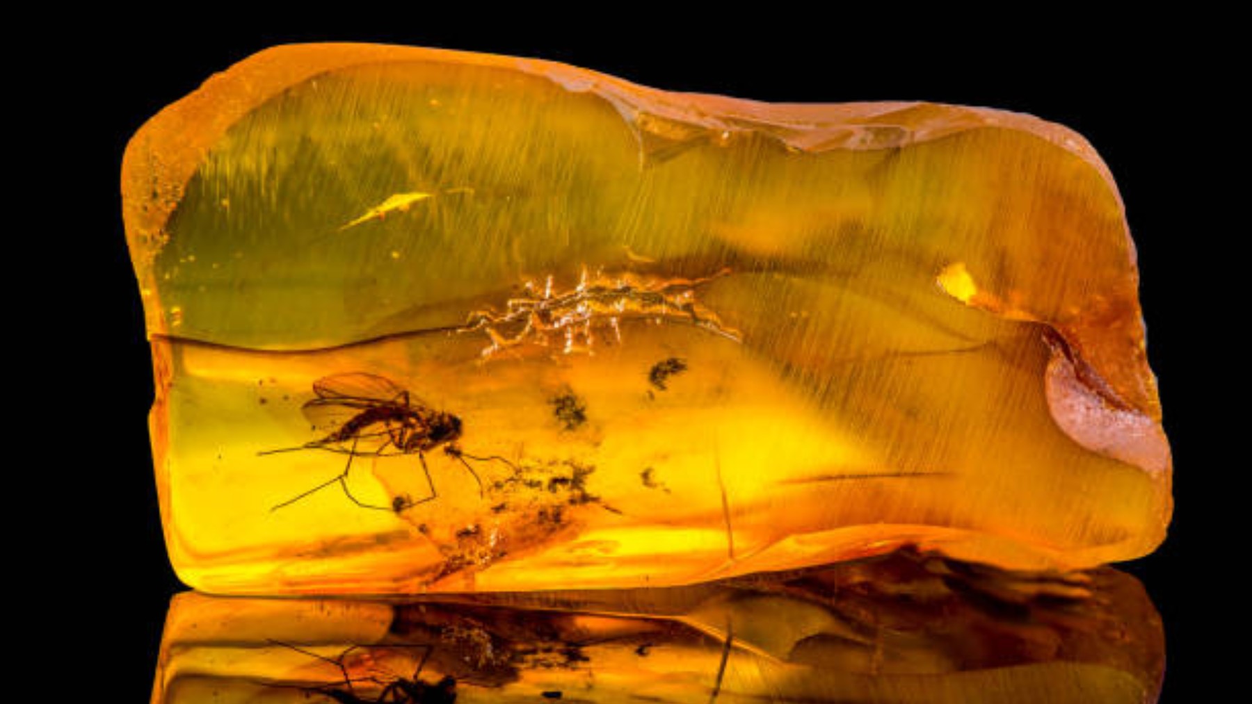 Historic discovery in Ecuador—insects trapped in amber 112 million years ago reveal what life was like during the age of the dinosaurs