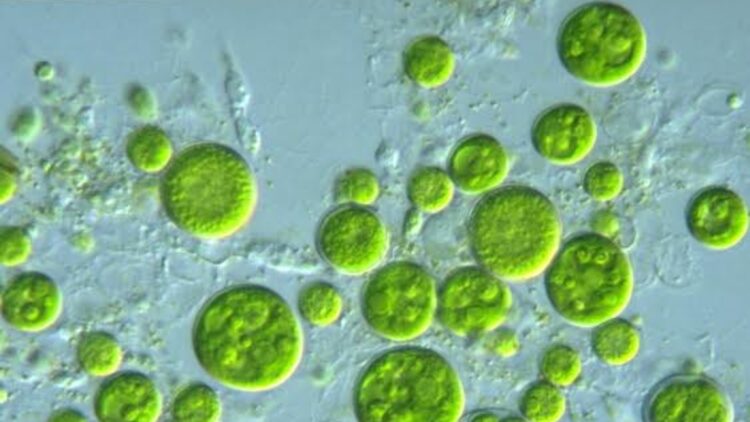 Confirmed—scientists warn that Prochlorococcus, the most abundant marine microbe on the planet and responsible for almost a third of Earth's oxygen, could collapse with ocean warming, according to studies by the University of Washington and the BMJ 1 Confirmed—scientists warn that Prochlorococcus, the most abundant marine microbe on the planet and responsible for almost a third of Earth's oxygen, could collapse with ocean warming, according to studies by the University of Washington and the BMJ