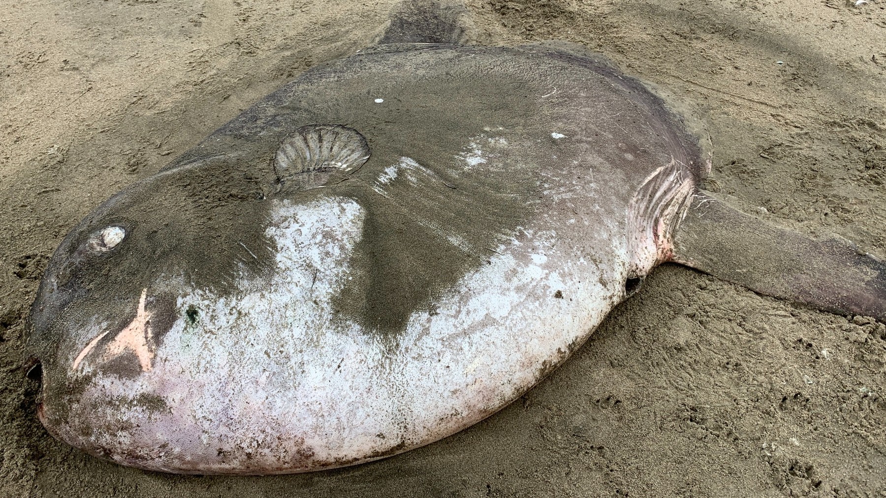 Incredible discovery in California—swimmers are shocked to find a giant Mola tecta sunfish with an enormous eye on the sand at Doran Beach