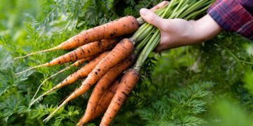 Confirmed by science—eating carrots daily helps cleanse the body of toxins, improve digestion, and prevent cataracts thanks to their antioxidants and vitamins