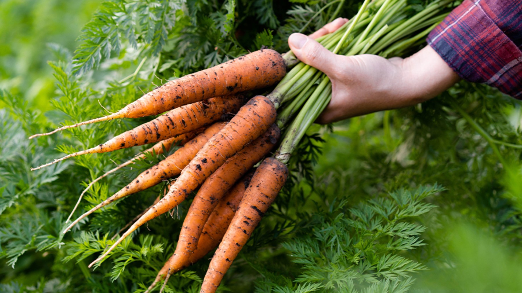 Confirmed by science—eating carrots daily helps cleanse the body of toxins, improve digestion, and prevent cataracts thanks to their antioxidants and vitamins