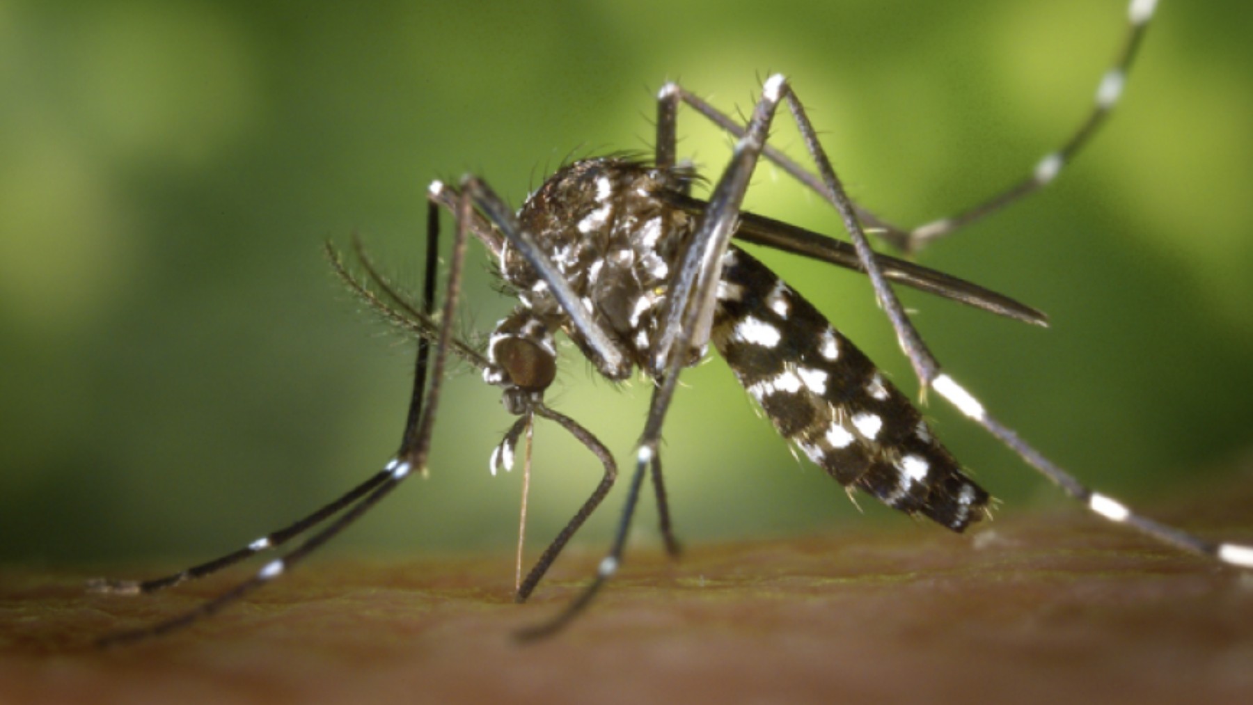 Alert in New York—Chikungunya virus reappears in New York, worrying health authorities