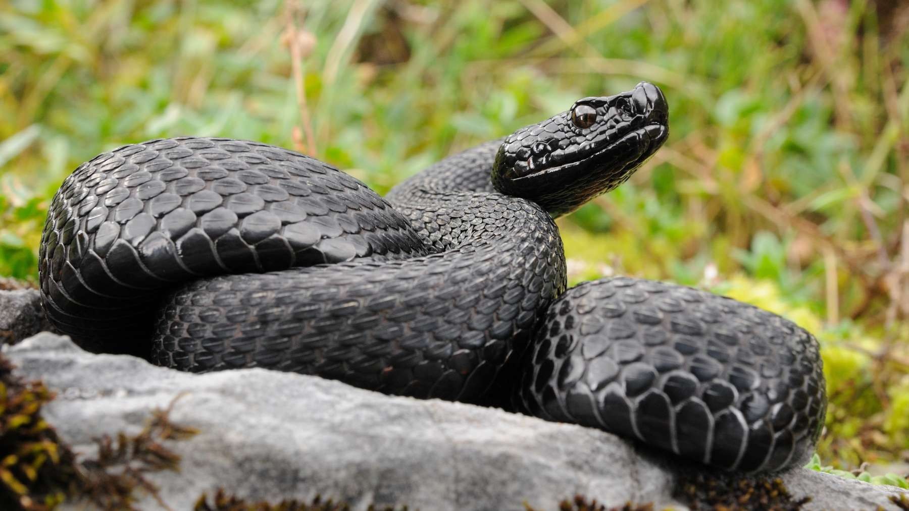 Confirmed—a snake unique in the world, with black eyes and dark skin, discovered on Misima Island