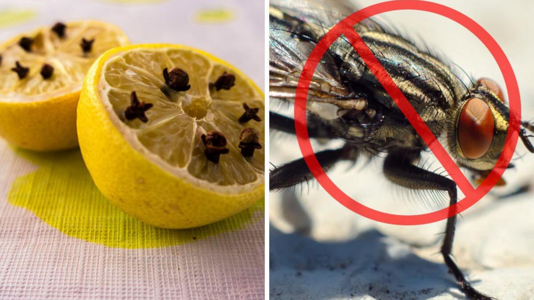 Viral trick—mix lemon with baking soda and say goodbye to bad odors and cockroaches