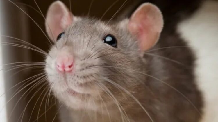 From New York to London—rat infestations are reaching historic levels with a 300% to 400% increase, and scientists warn that they could dominate cities in the future