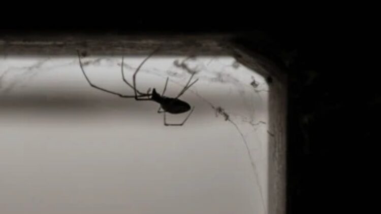 Goodbye to spiders—September and October are the months when there are most spiders in the house, and the real reason is not an invasion but mating season 1 Goodbye to spiders—September and October are the months when there are most spiders in the house, and the real reason is not an invasion but mating season