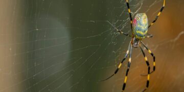 Confirmed—the Asian Joro spider is here to stay in Tennessee and other states, and experts warn that it will continue to spread