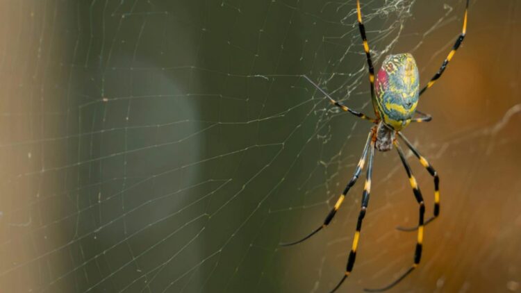Confirmed—the Asian Joro spider is here to stay in Tennessee and other states, and experts warn that it will continue to spread 1 Confirmed—the Asian Joro spider is here to stay in Tennessee and other states, and experts warn that it will continue to spread
