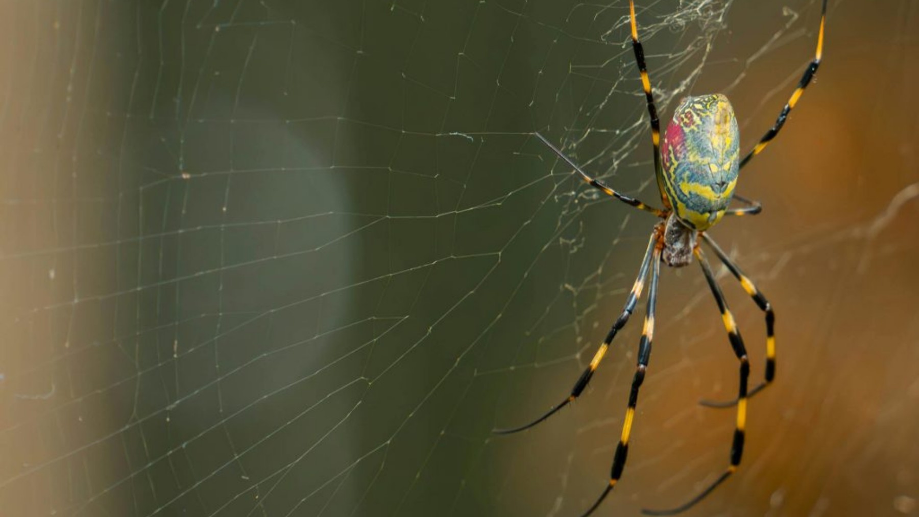 Confirmed—the Asian Joro spider is here to stay in Tennessee and other states, and experts warn that it will continue to spread
