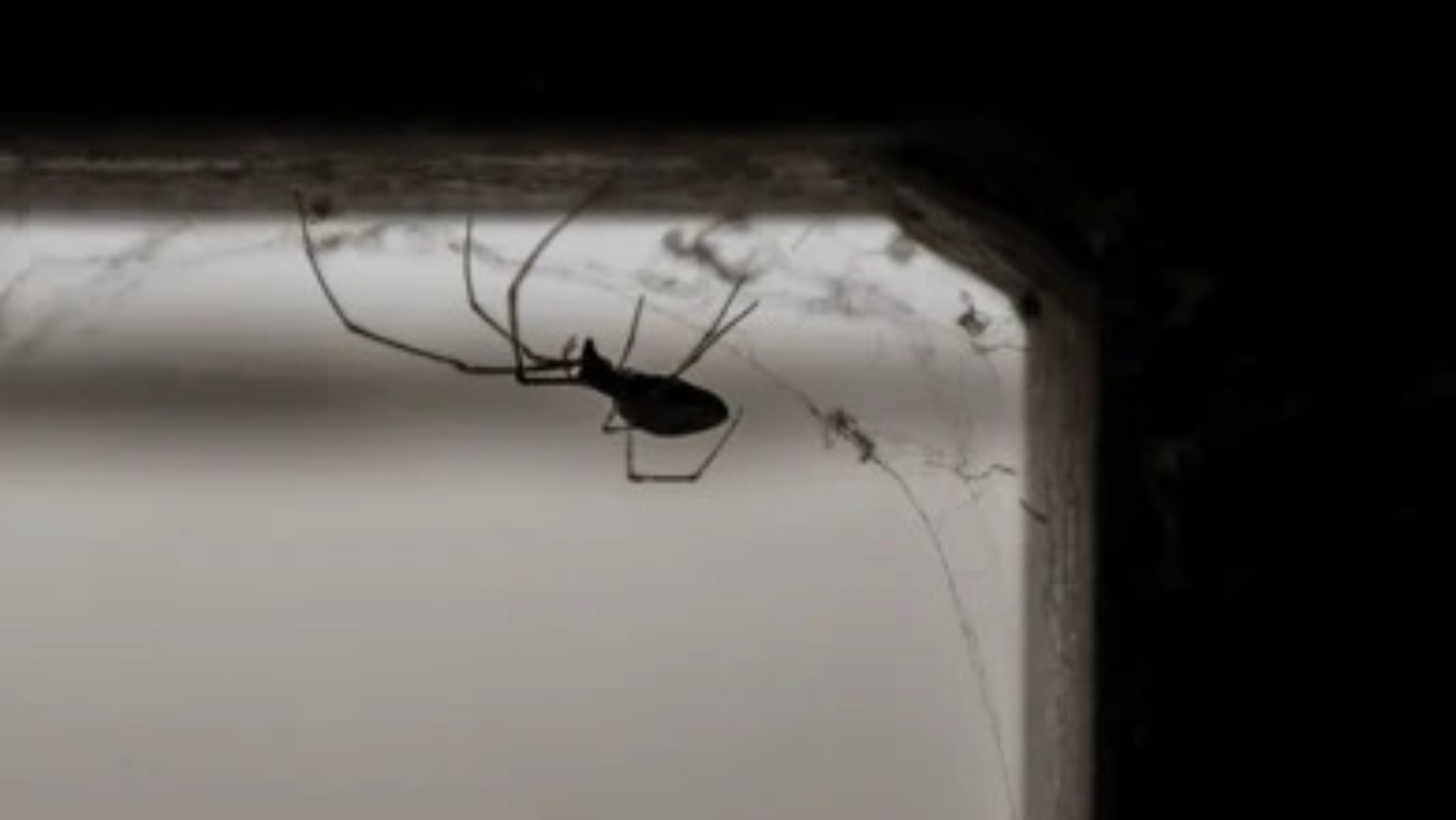 Goodbye to spiders—September and October are the months when there are most spiders in the house, and the real reason is not an invasion but mating season