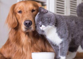 Sam's Club and Member's Mark involved in a multi-million dollar settlement for pet food contaminated with salmonella—check if you are on the list and how much you can claim